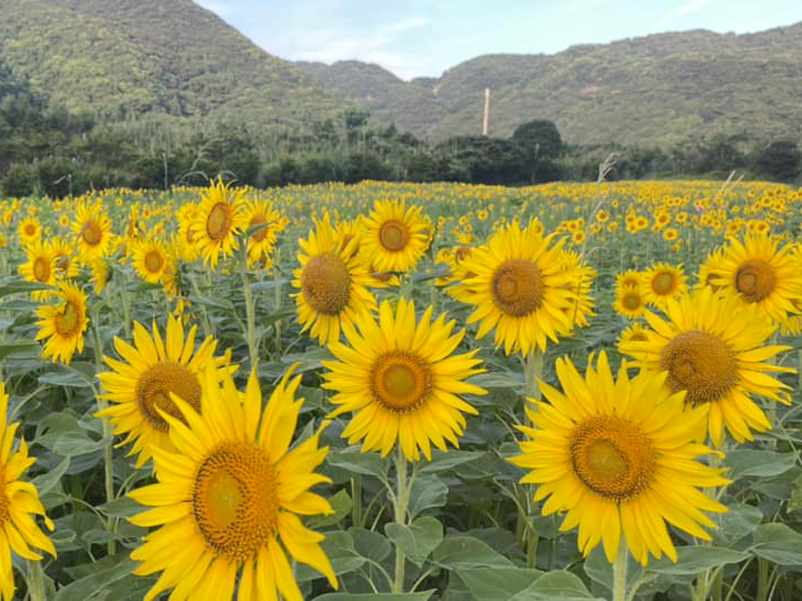 屋久島 えがおの野 Yakushima Smile Garden 令和5年6月29日