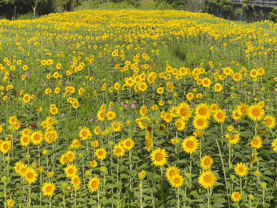 屋久島 えがおの野 Yakushima Smile Garden 令和5年6月29日