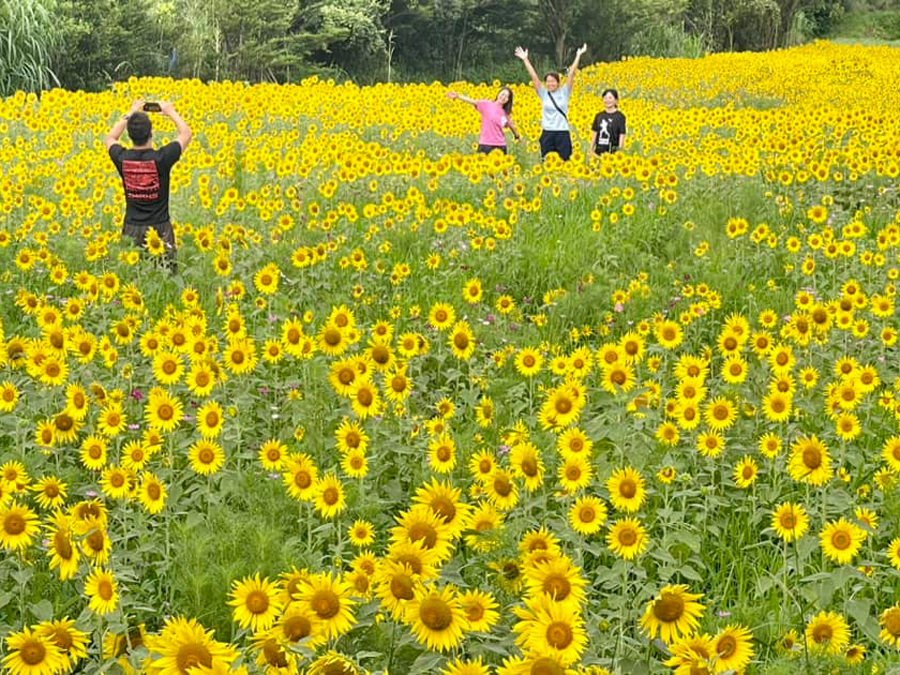 屋久島 えがおの野 Yakushima Smile Garden 令和5年7月3日