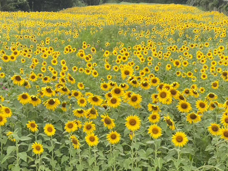 屋久島 えがおの野 Yakushima Smile Garden 令和5年7月3日